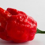 trinidad-scorpion-pepper-shu
