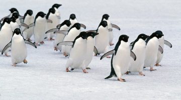Ponor pingvina na Antarktici