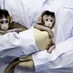 U Kini klonirani majmuni