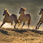 Nova saznanja o divljim konjima