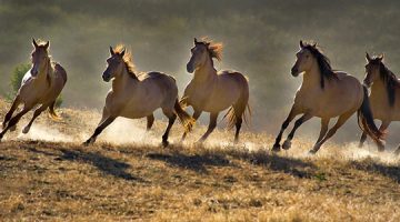 Nova saznanja o divljim konjima