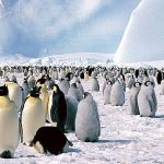 Najveće okupljalište pingvina