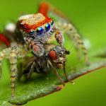 Uginuo najstariji pauk na svijetu