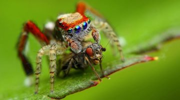 Uginuo najstariji pauk na svijetu