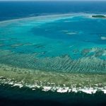 Projekt za spas Velikog koraljnog grebena