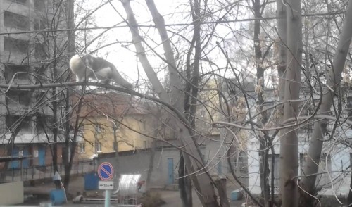 Vrana talentirano trola mačku :))