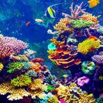 Predivan svijet koralja