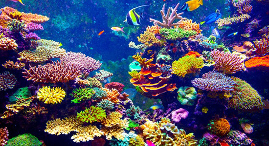 Predivan svijet koralja