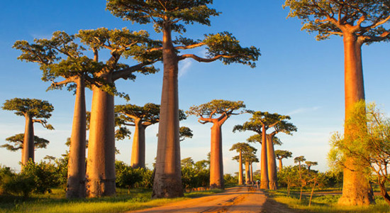 Avenija baobaba