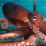 Hobotnice vide i pomoću kože