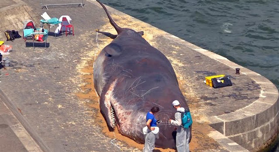 Nasukani kit na obali Seine