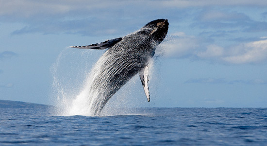 Čuda prirode - kitovi