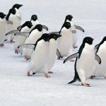 Ponor pingvina na Antarktici