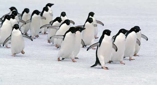 Ponor pingvina na Antarktici