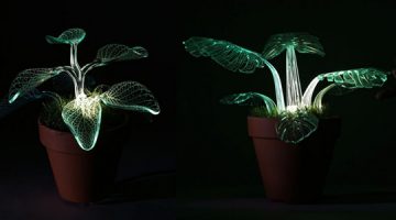 Svjetleće biljke kao rasvjeta