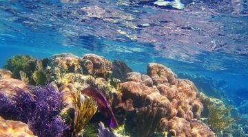 Morske spužve - najstarije na planeti