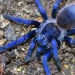 Tarantule - otkrivena nova vrsta