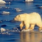 Utjecaj klimatskih promjena na polarne medvjede