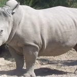 Izumiranje sjevernog bijelog nosoroga