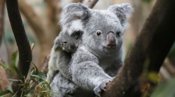 Najpoznatiji tobolčari - koale