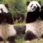 Veliki nacionalni park za pande