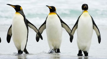 Hoće li kraljevski pingvini nestati?
