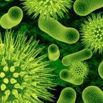 Antibiotici kao hrana bakterija